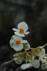 Begonia peltata