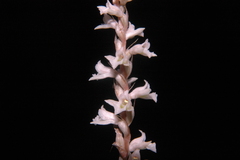 Schiedeella affinis