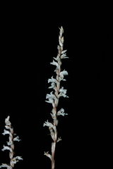 Schiedeella affinis