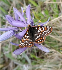 Euphydryas editha taylori
