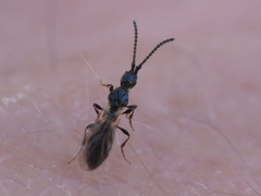 Coptera