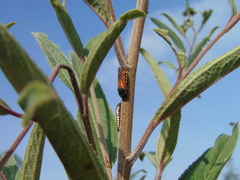Oncometopia rufipennis