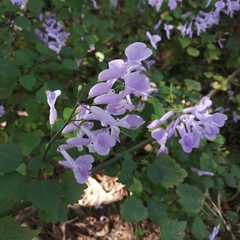 Plectranthus saccatus