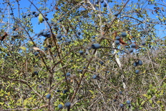 Forestiera macrocarpa