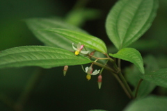 Miconia cornoides