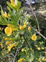 Chrysojasminum