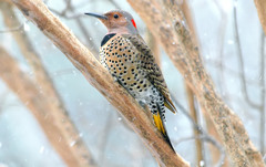 Northern Flicker - Photo (c) Kala Murphy King, some rights reserved (CC BY-NC-ND), uploaded by Kala Murphy King