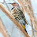 Northern Flicker - Photo (c) Kala Murphy King, some rights reserved (CC BY-NC-ND), uploaded by Kala Murphy King