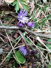 Soldanella montana