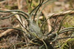 Tillandsia butzii