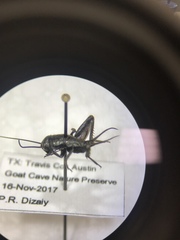 Gryllus texensis