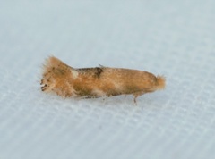 Bucculatrix coronatella