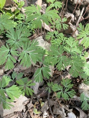 Dicentra canadensis