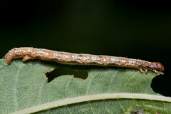 Paradarisa consonaria