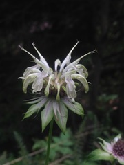 Monarda clinopodia