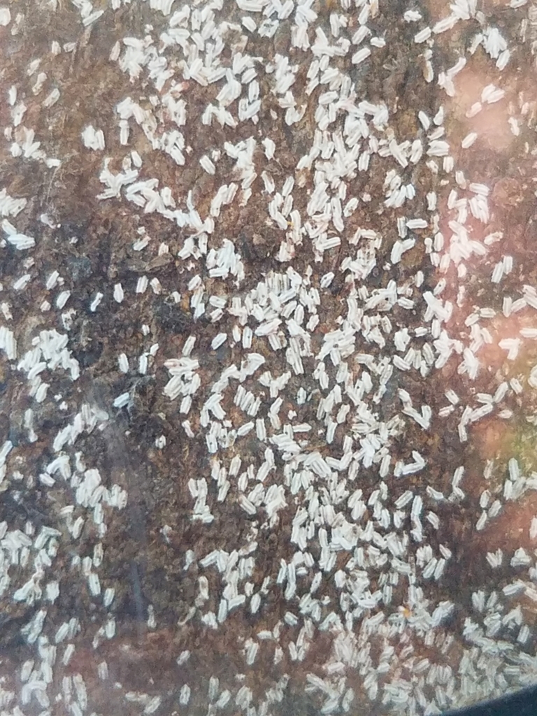 citrus snow scale
