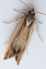 Eucosma radiatana