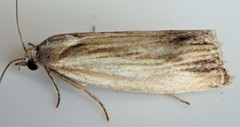 Eucosma radiatana