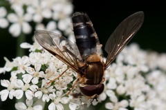 Leucozona glaucia