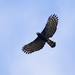 Neotropical Hawk-Eagles - Photo (c) Erick Houli, some rights reserved (CC BY)
