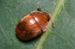 Cychramus luteus
