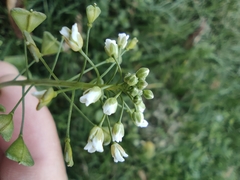 Capsella bursa-pastoris
