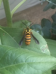 Paranthrene simulans