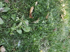 Capsella bursa-pastoris