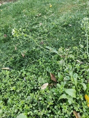 Capsella bursa-pastoris