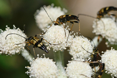 Etorofus obliteratus