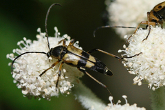 Etorofus obliteratus