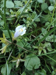 Mazus pumilus