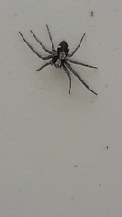 Pulchellodromus pulchellus