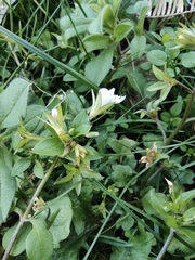 Mazus pumilus
