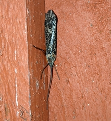 Clistoronia magnifica