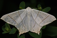 Ourapteryx sambucaria