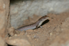 Elgaria coerulea palmeri
