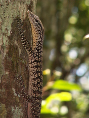 Varanus scalaris
