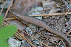 Elgaria coerulea palmeri