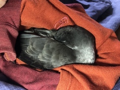 Ardenna tenuirostris