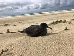 Ardenna tenuirostris