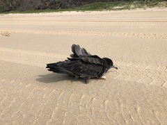 Ardenna tenuirostris