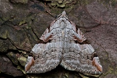 Aplocera praeformata