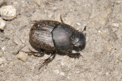 Onthophagus similis
