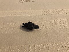 Ardenna tenuirostris