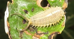 Basipta stolida
