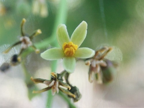 Black Poisonwood