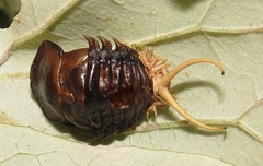 Basipta stolida