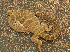 Varanus spenceri