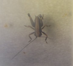 Pholidoptera griseoaptera